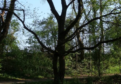 Bäume