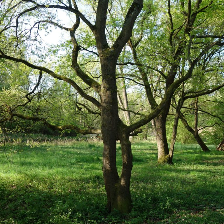 DSC03818 Quadrat 1920