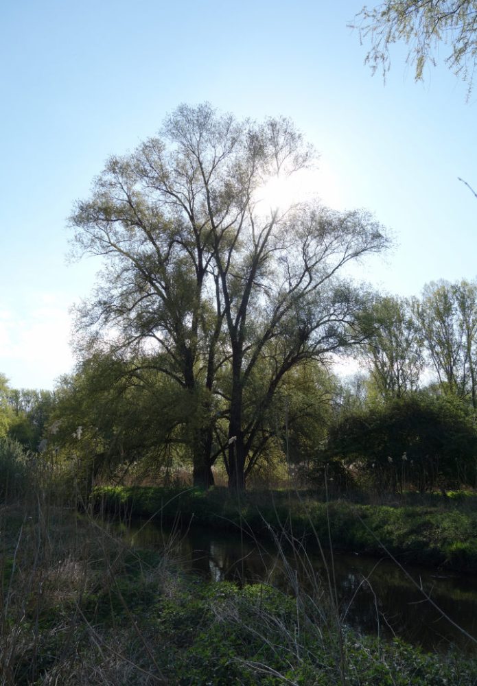 Auenlandschaft