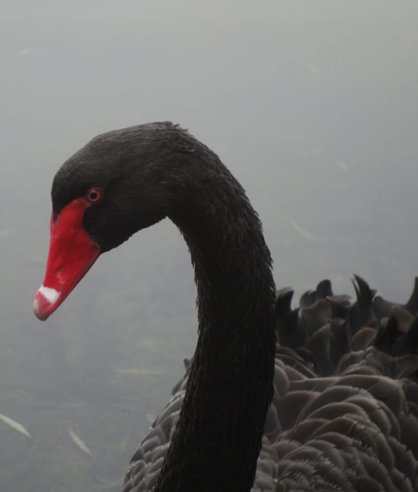 Schwarzschwan im Adriaweiher